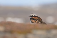 Kamenacek pestry - Arenaria interpres - Ruddy Turnstone 8886